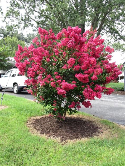 Cardinal Red Magic Crape Myrtle: Show-Stopping Fall Foliage